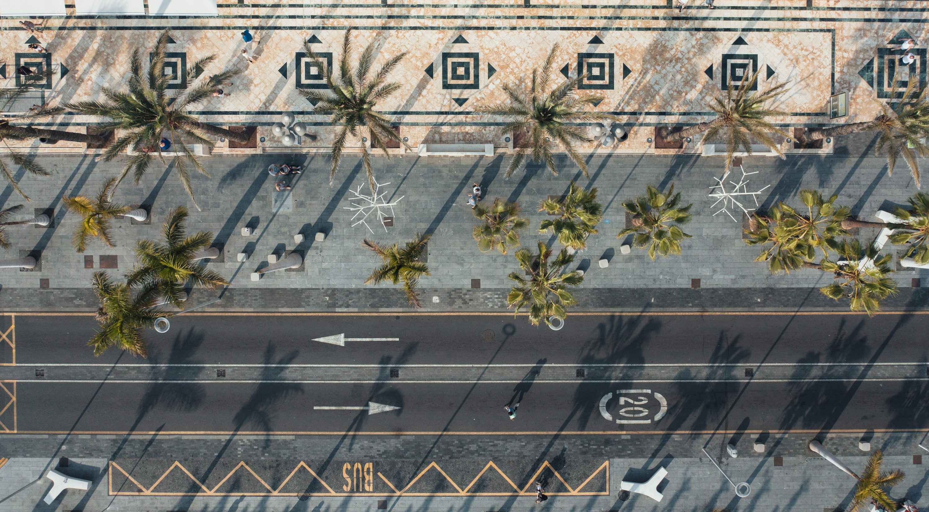 Palm Trees